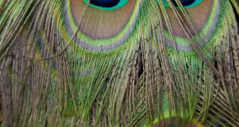 peacock feathers