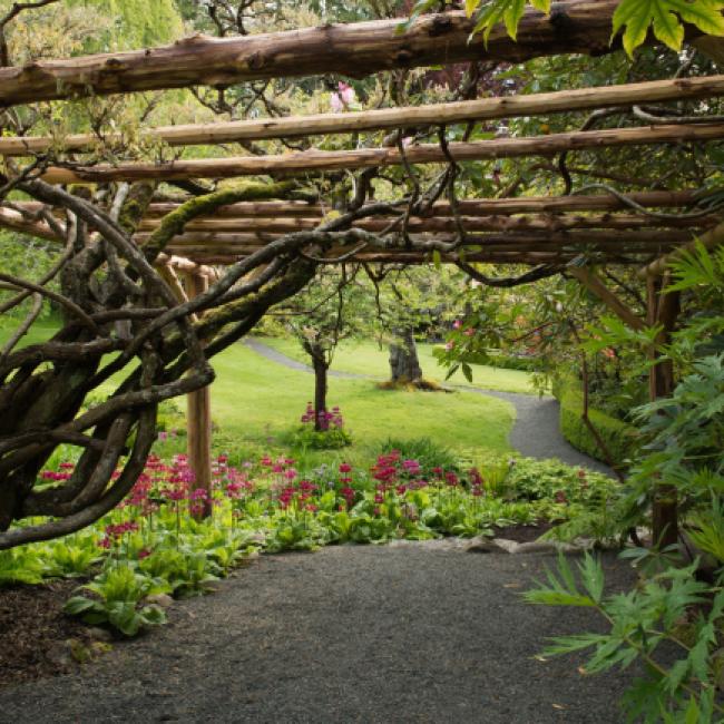 A paved path winds under a tangled arbour and through smooth green lawns in the Royal Roads Japanese Gardens.
