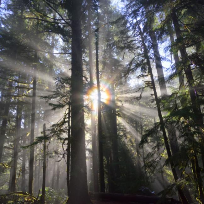 Forest with sun through trees