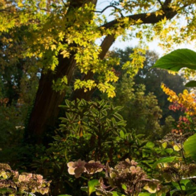 Dense foliage beneath a blue sky