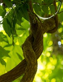 An up-close photo shows a plant twists in the sunlight