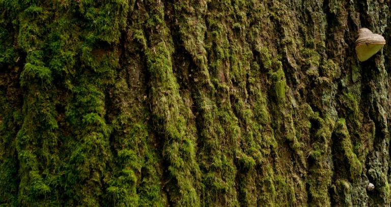 Close up of tree bark covered in moss. 